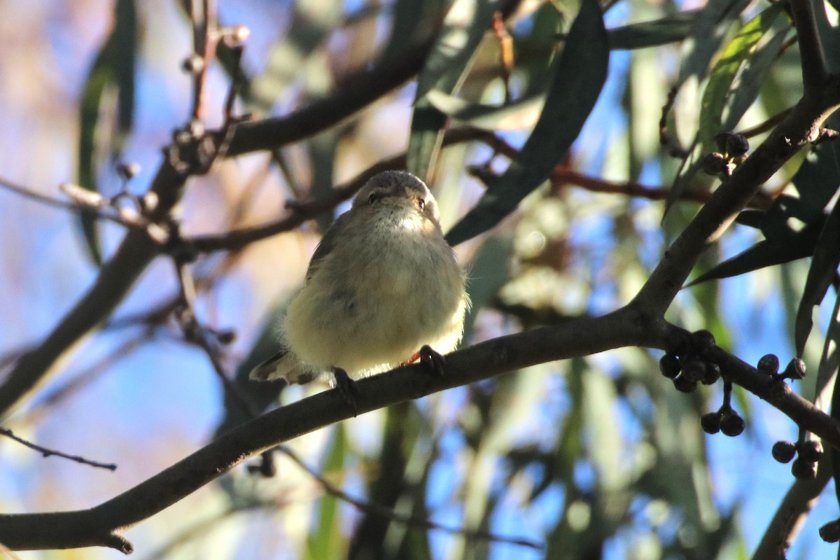 Weebill - ML641029551