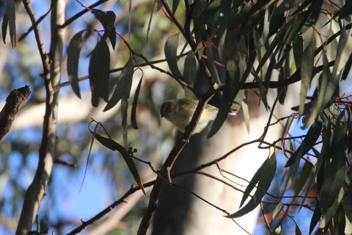 Weebill - ML641029552