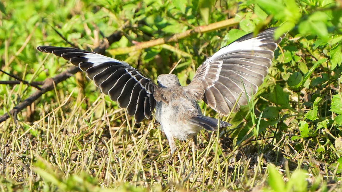 Northern Mockingbird - ML641029553