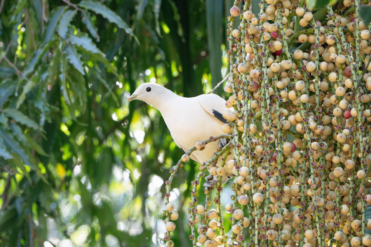 Torresian Imperial-Pigeon - ML641029560