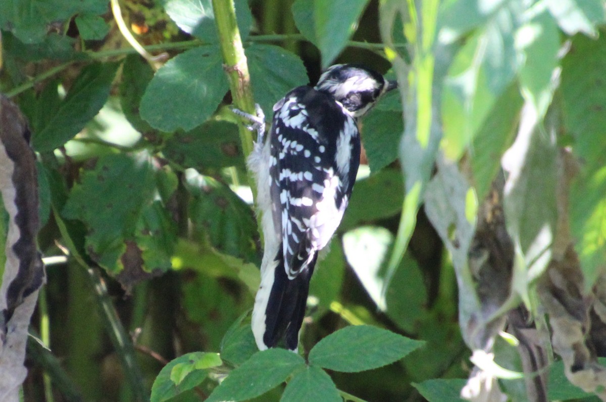 Downy Woodpecker - ML641029569