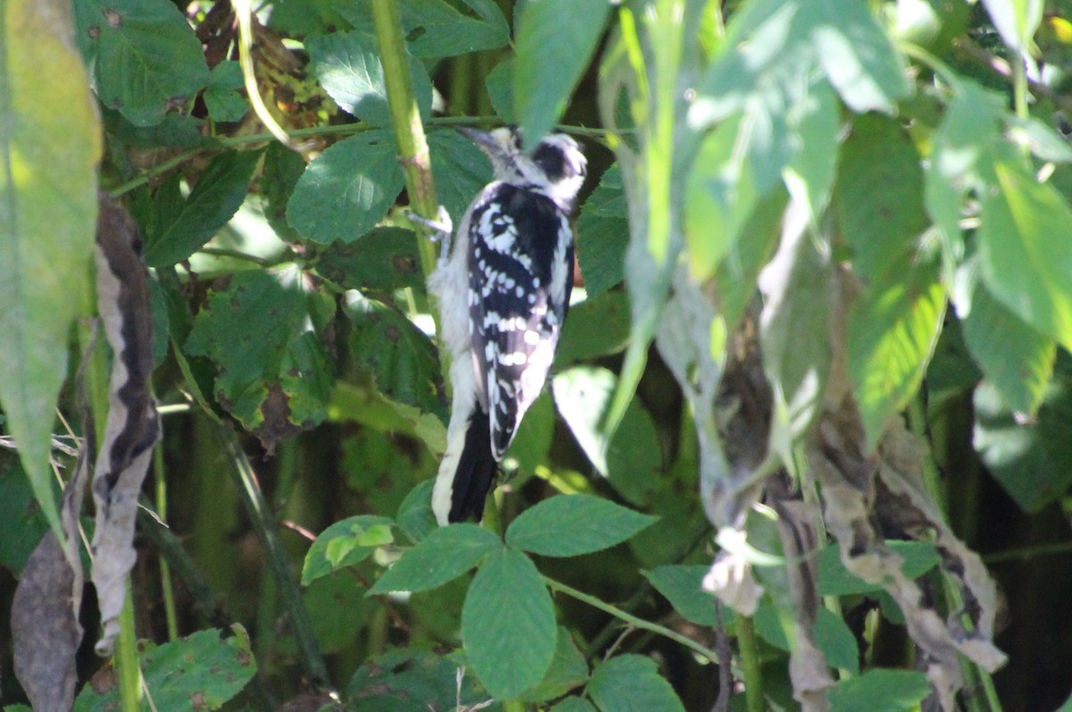 Downy Woodpecker - ML641029572