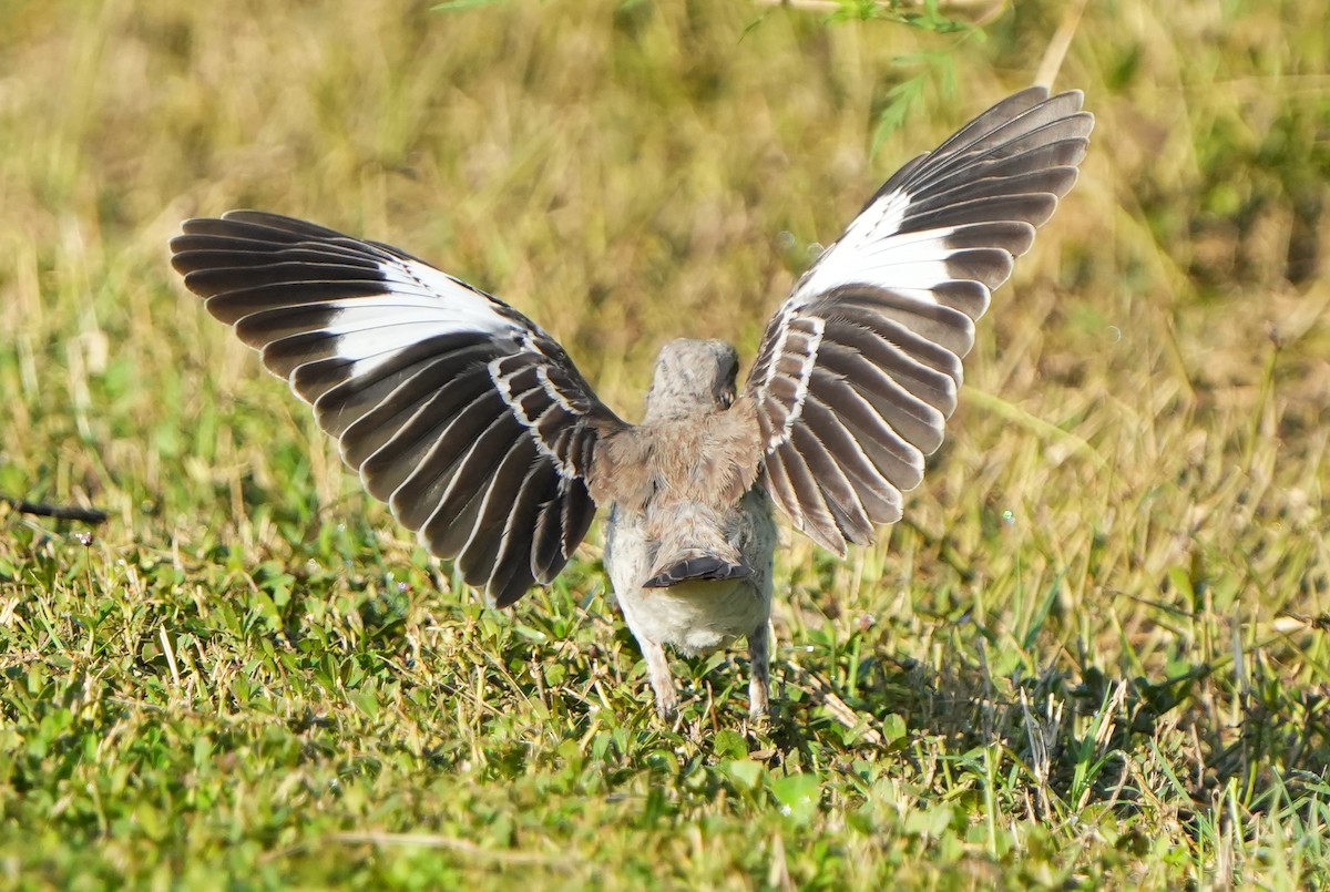 Northern Mockingbird - ML641029573