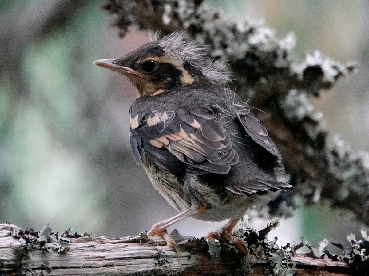 Varied Thrush - ML641029581