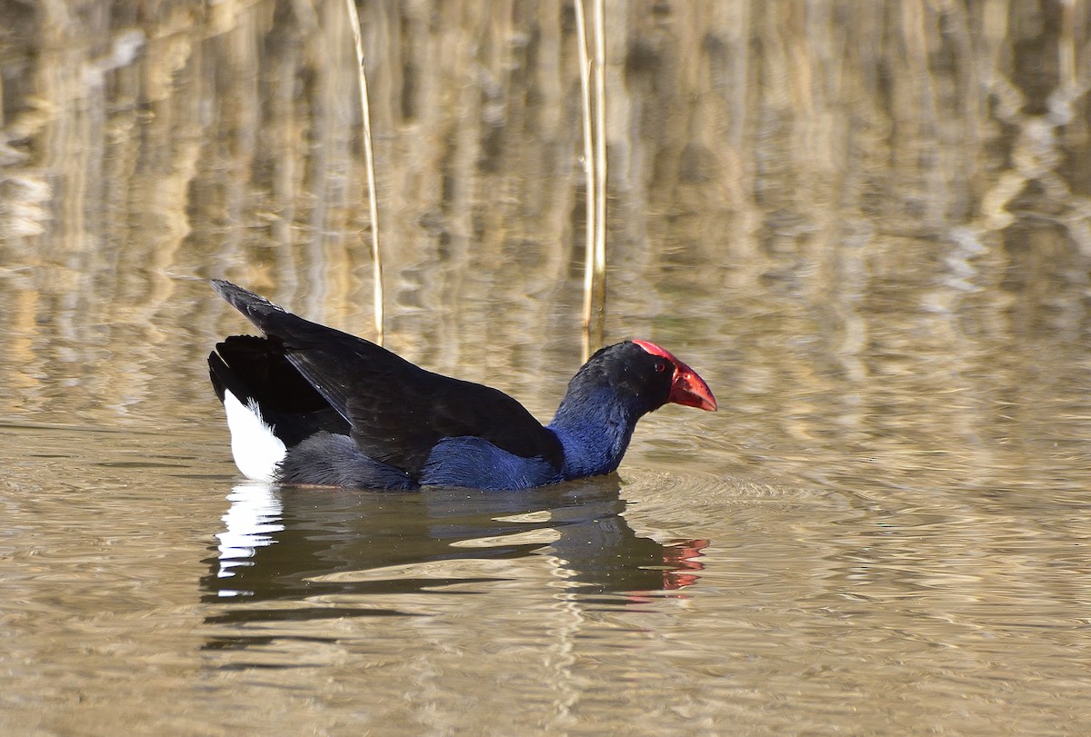Australasian Swamphen - ML641029621