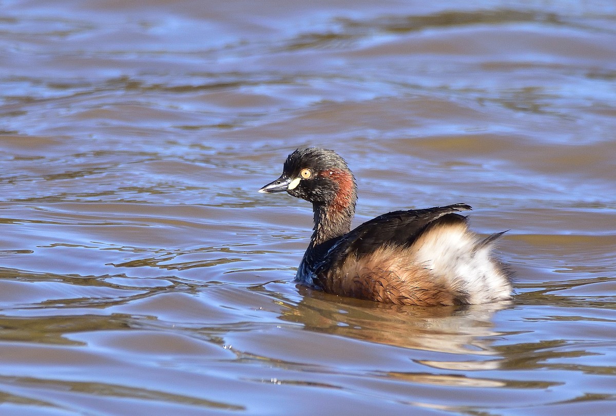 Australasian Grebe - ML641029623