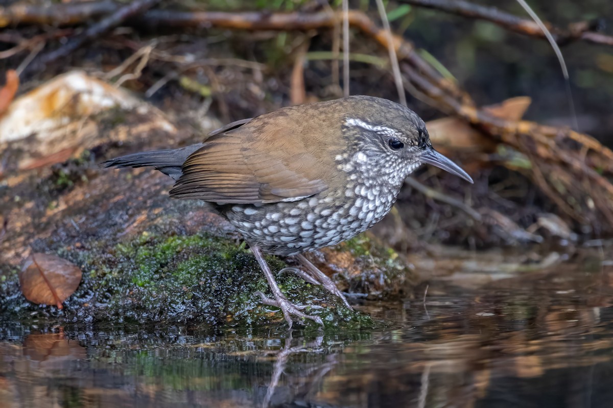 Sharp-tailed Streamcreeper - ML641029625