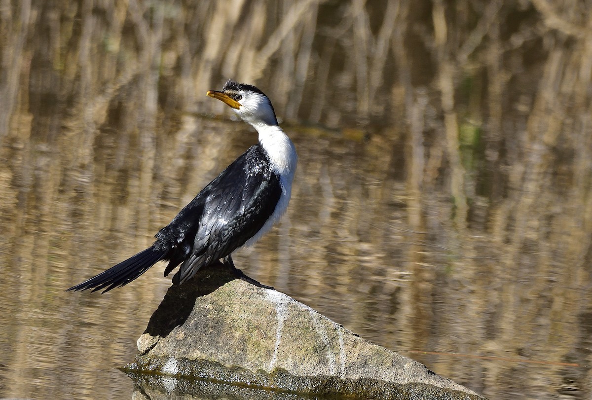 Little Pied Cormorant - ML641029626