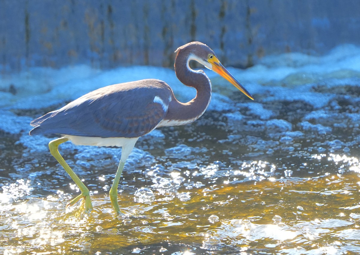 Tricolored Heron - ML641029628