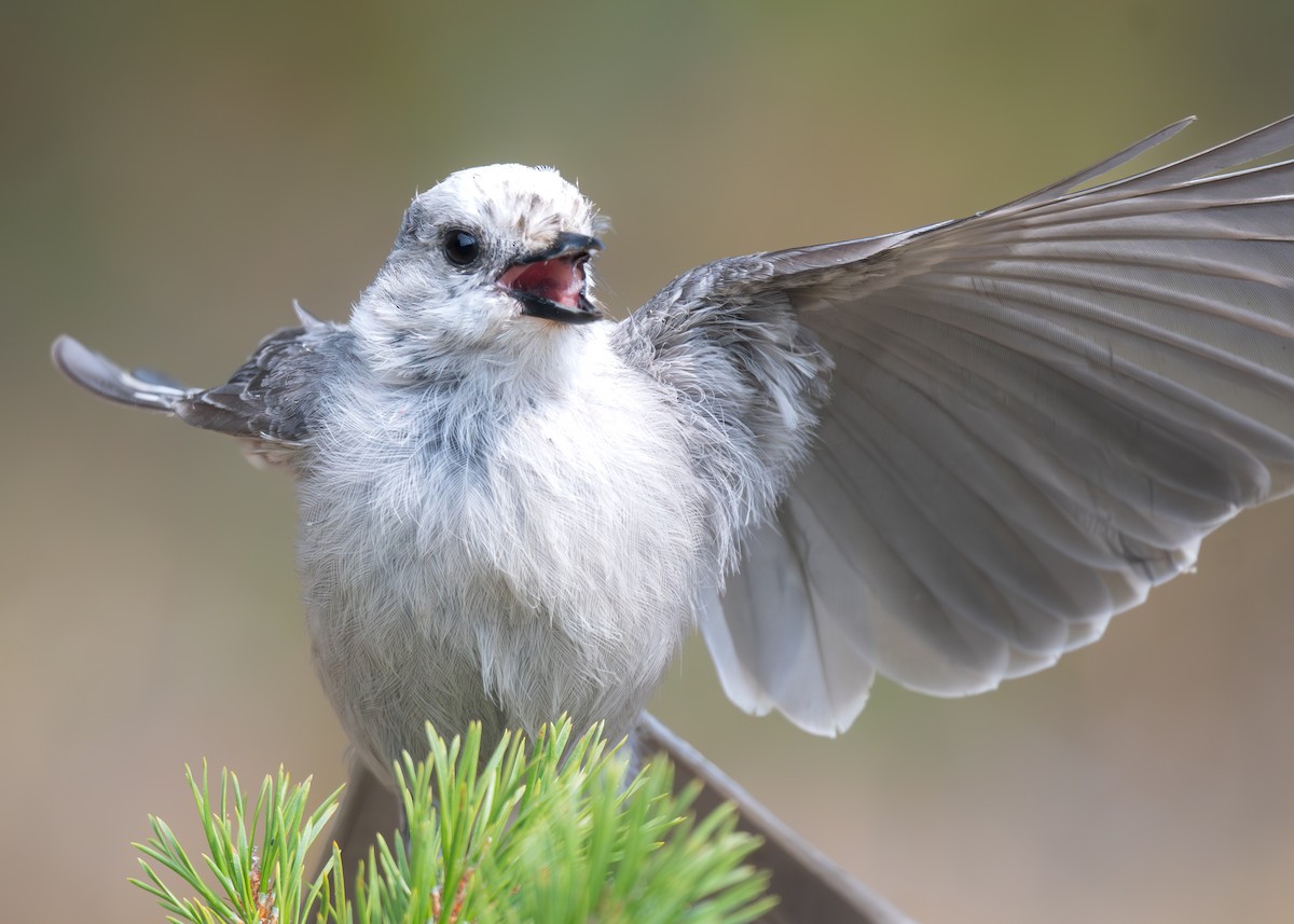 Canada Jay - ML641029631