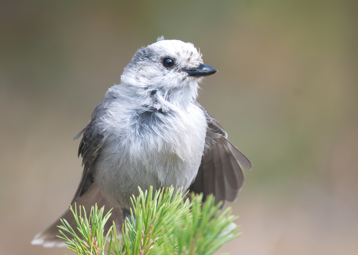 Canada Jay - ML641029632