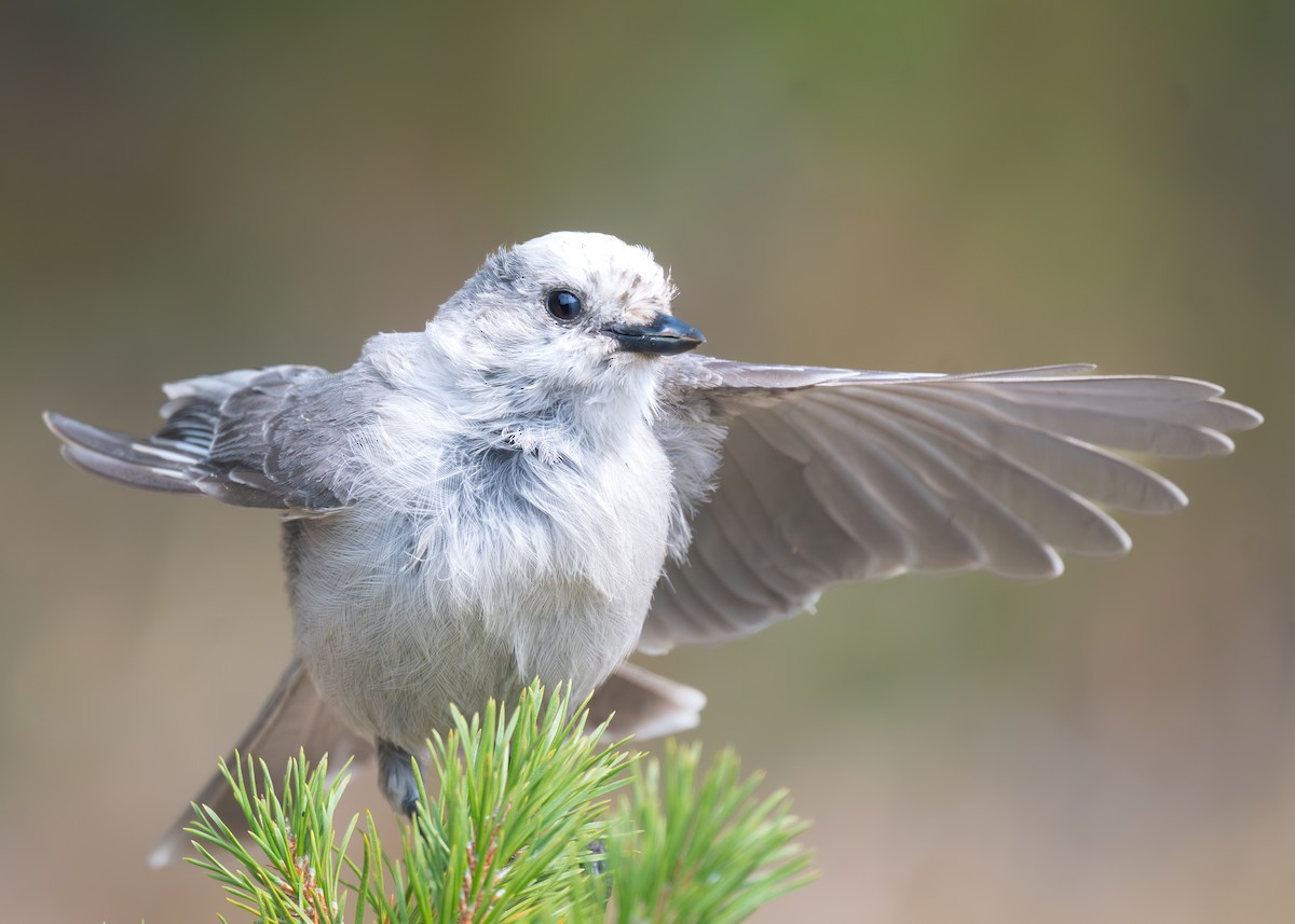 Canada Jay - ML641029633