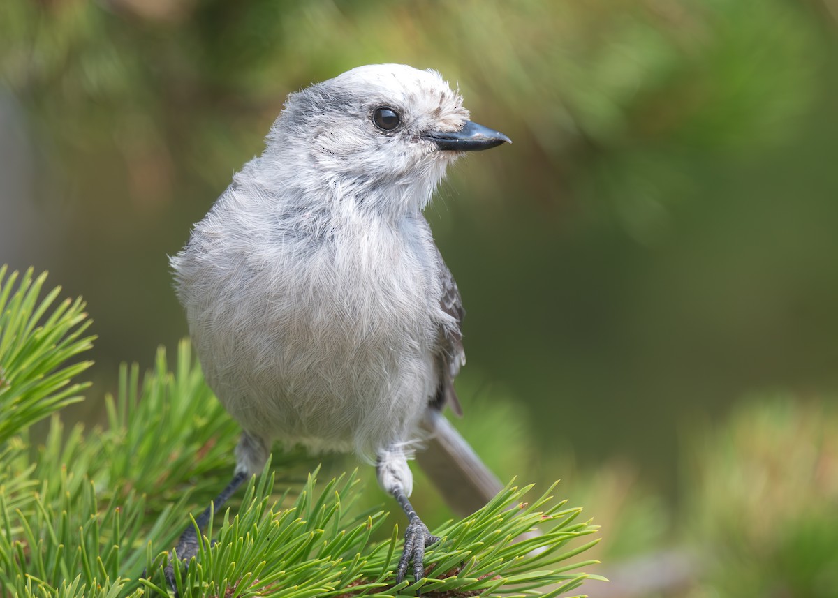 Canada Jay - ML641029634