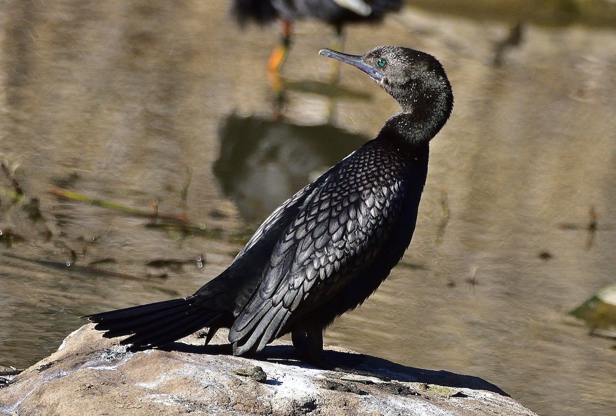 Little Black Cormorant - ML641029636