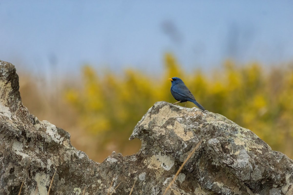 Blue Finch - ML641029697