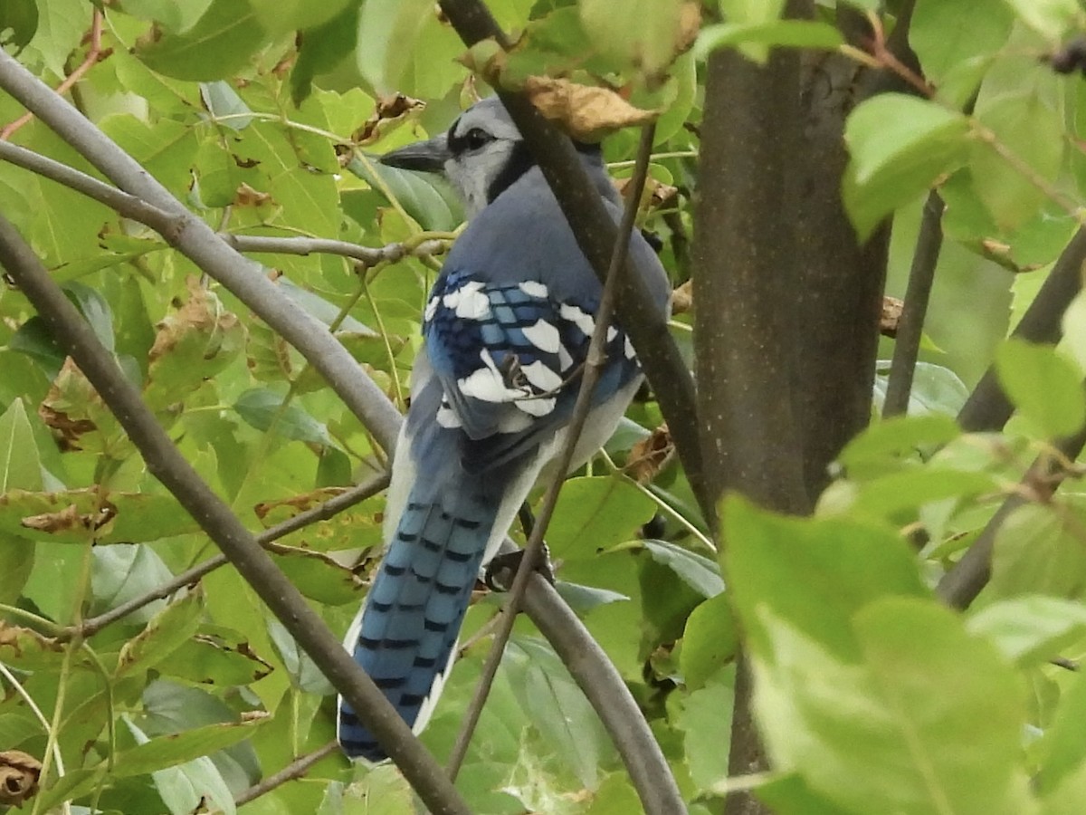 Blue Jay - ML641029704