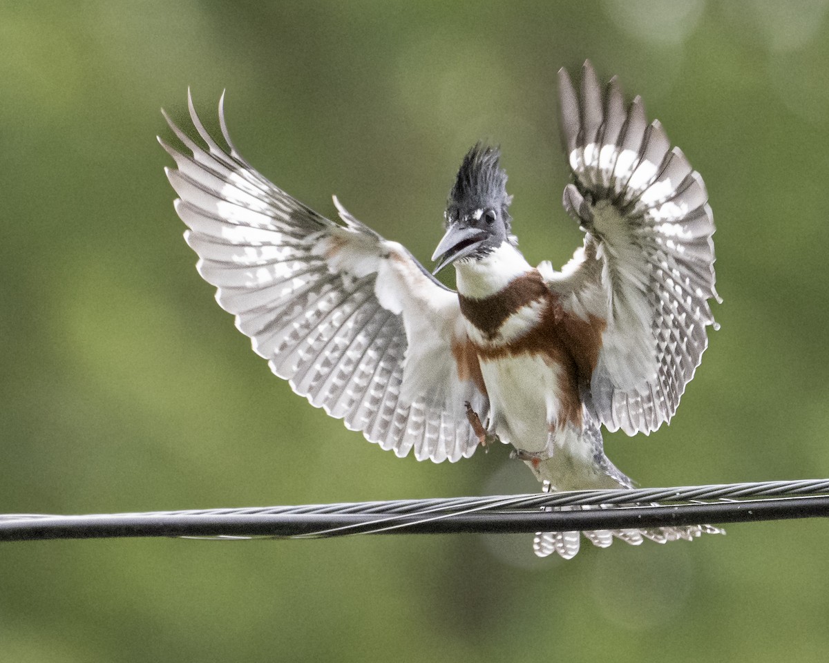 Belted Kingfisher - ML641029705
