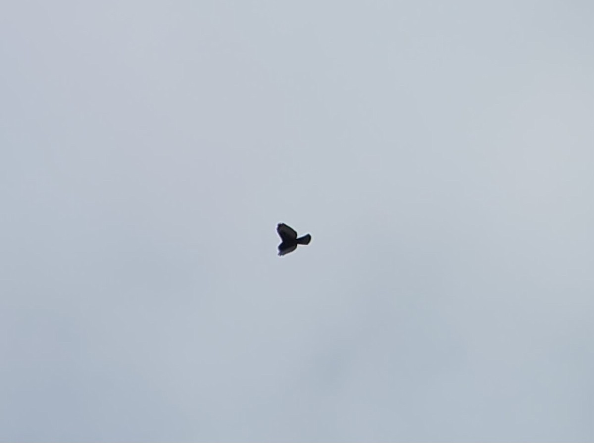 Broad-winged Hawk - ML641029757