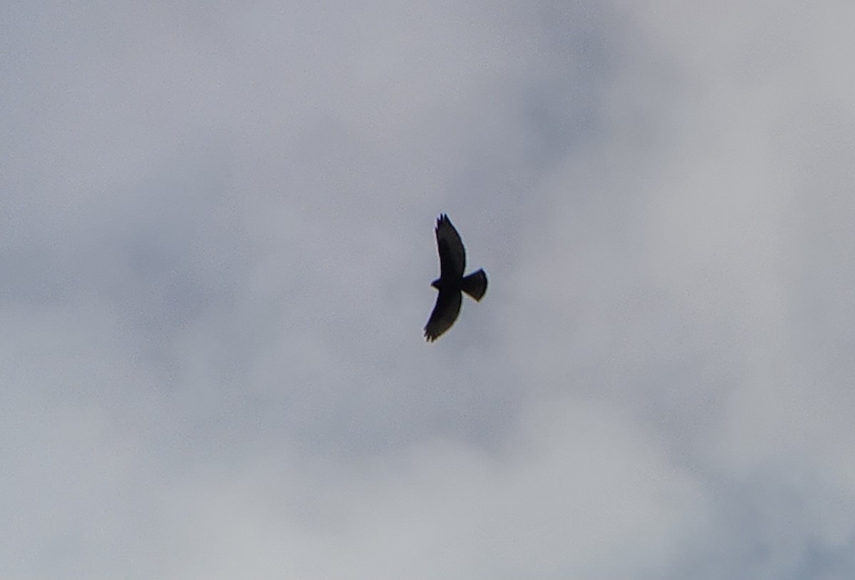 Broad-winged Hawk - ML641029758