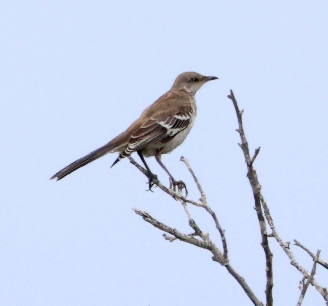 Northern Mockingbird - ML641029806