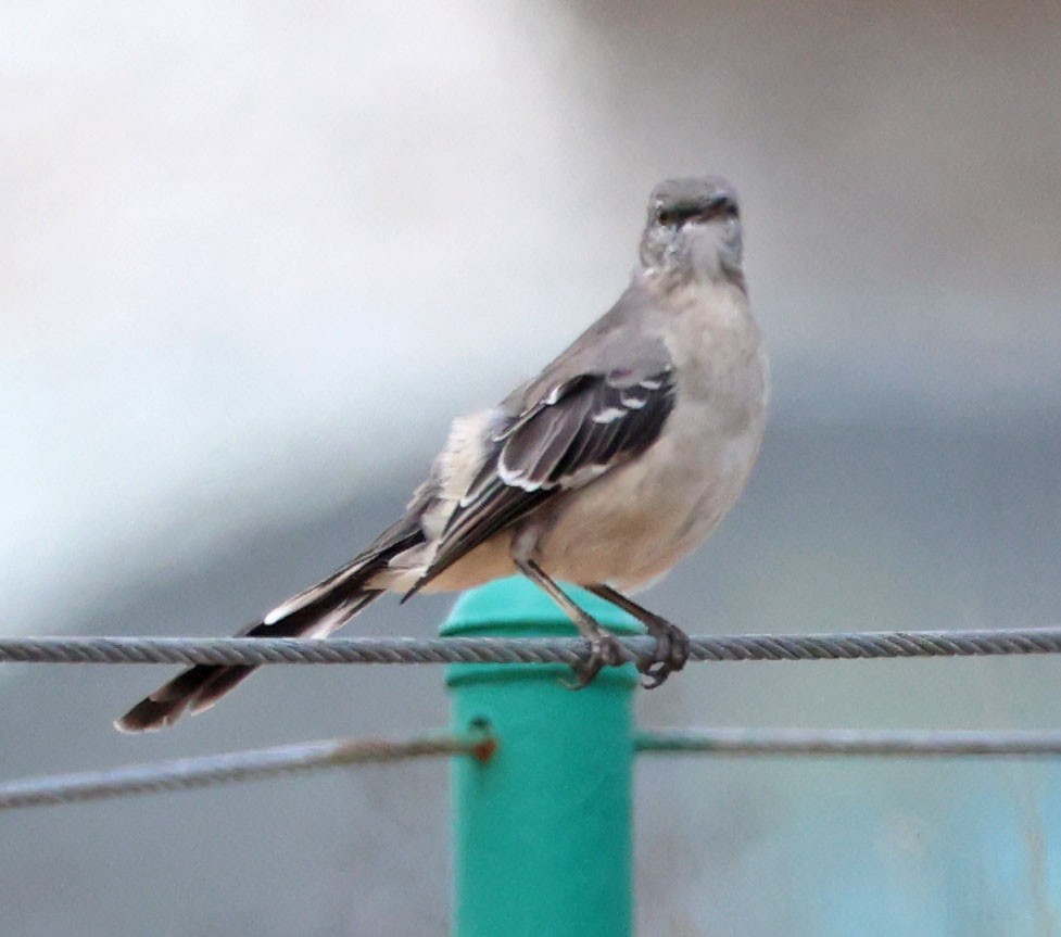 Northern Mockingbird - ML641029807