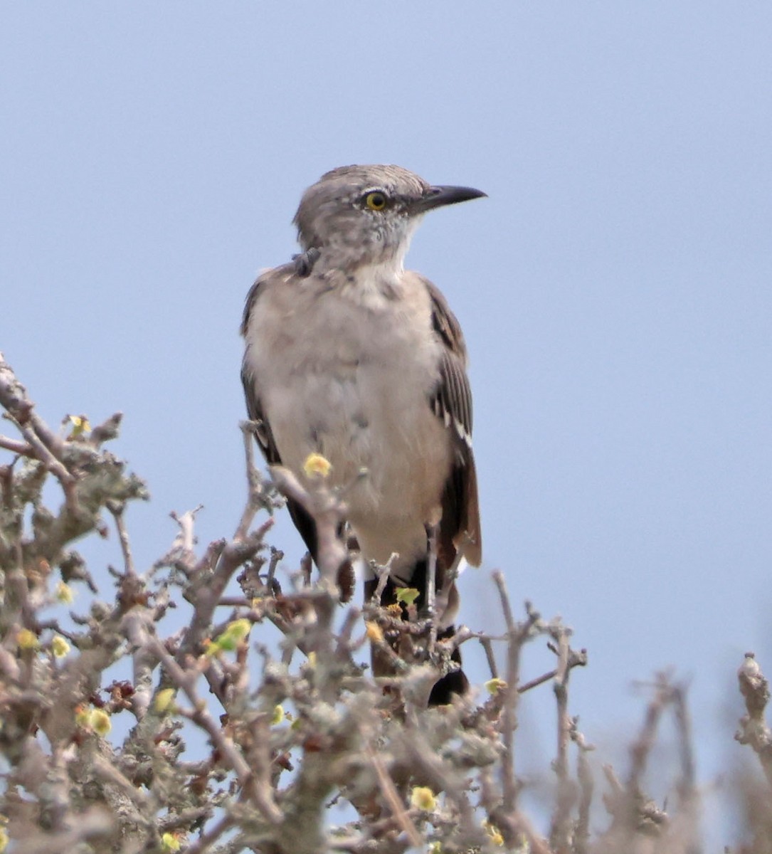 Northern Mockingbird - ML641029808