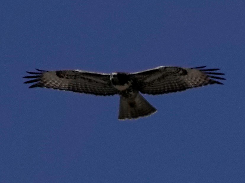 Red-tailed Hawk - ML641029817