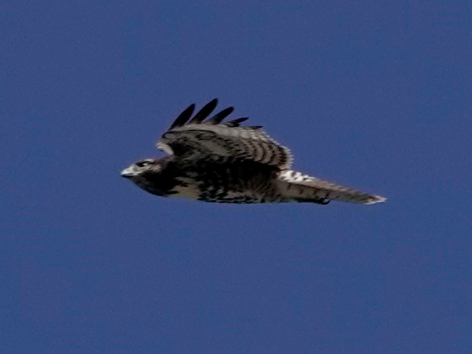 Red-tailed Hawk - ML641029823