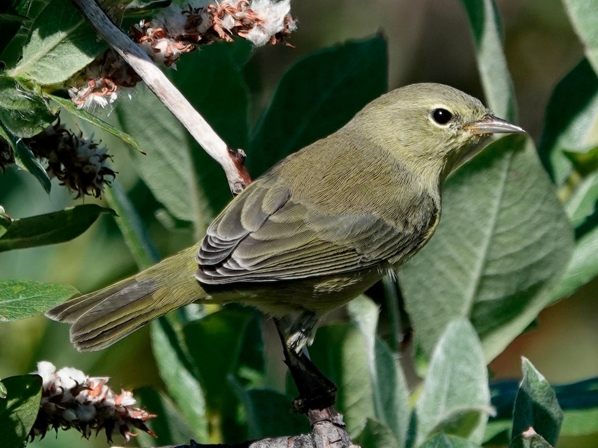Orange-crowned Warbler - ML641029832