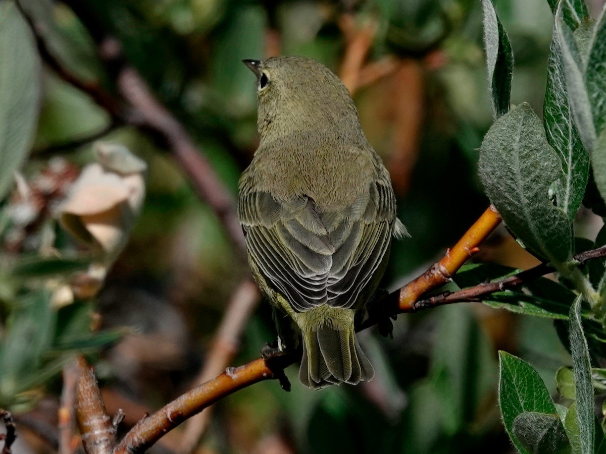 Orange-crowned Warbler - ML641029834
