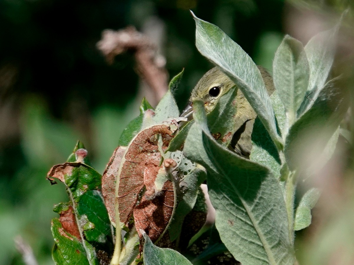 Orange-crowned Warbler - ML641029835