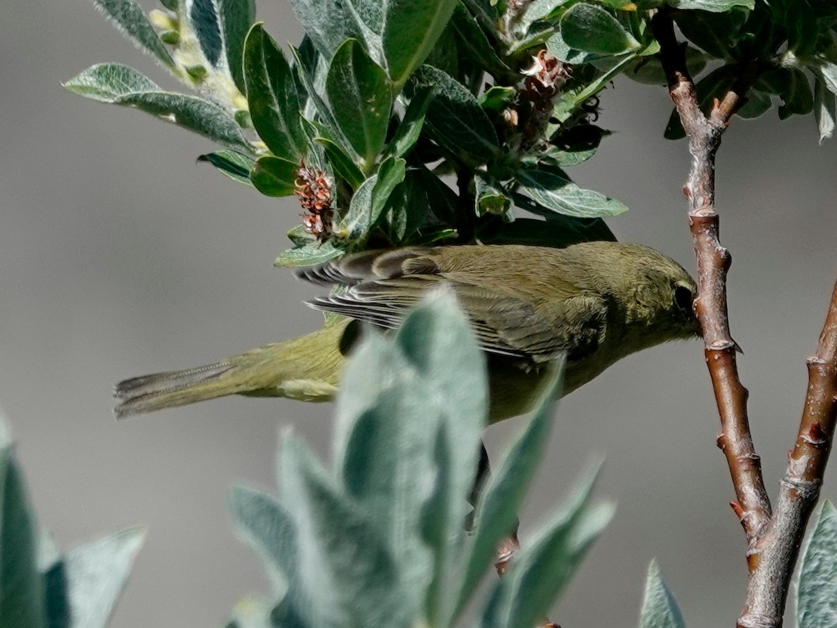 Orange-crowned Warbler - ML641029840