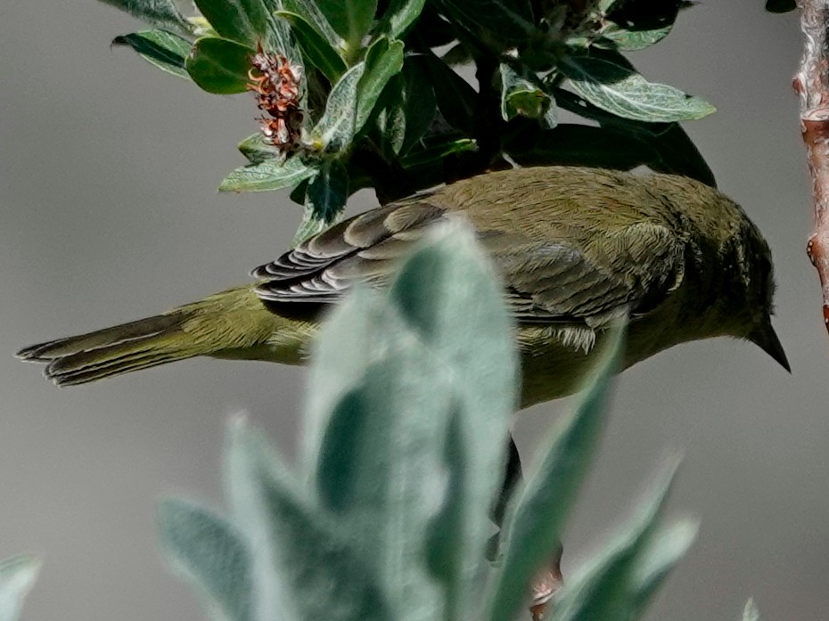 Orange-crowned Warbler - ML641029852