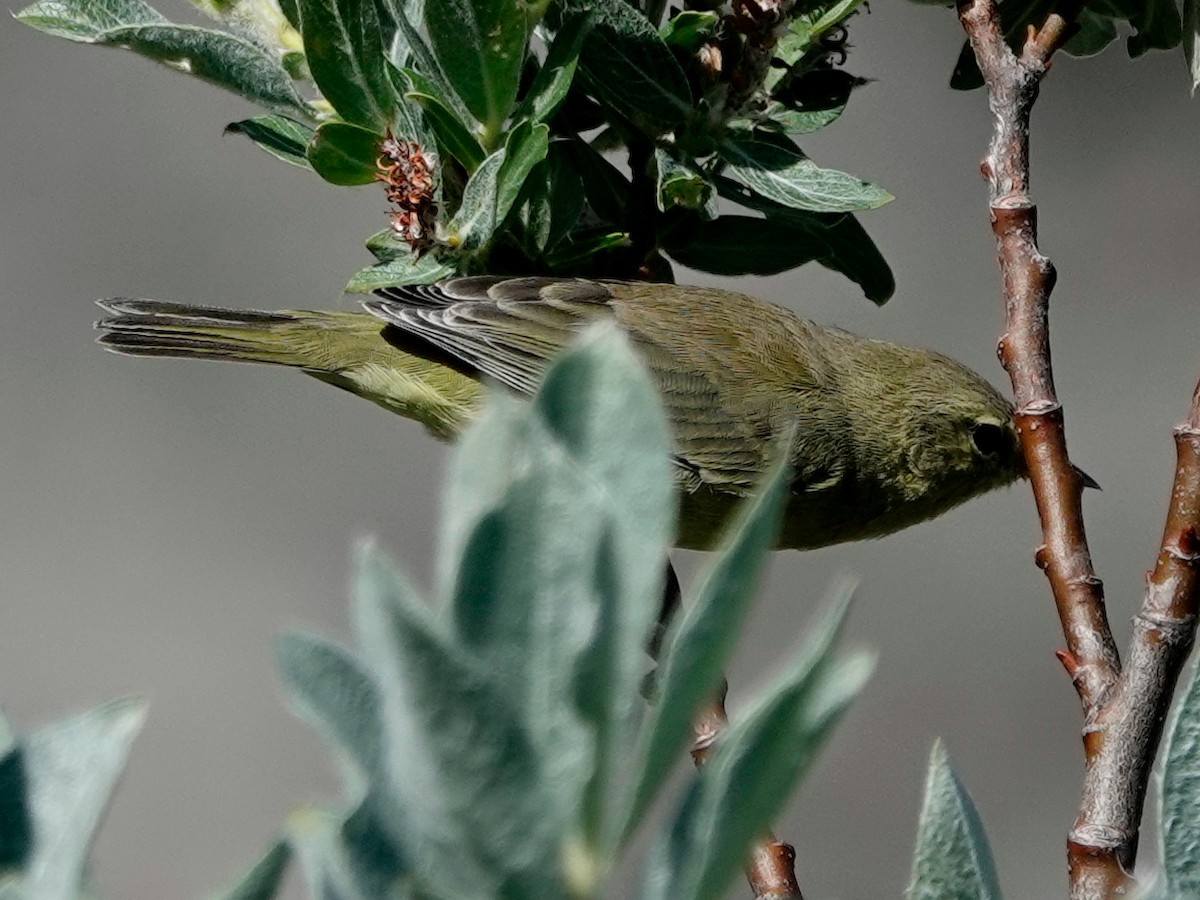 Orange-crowned Warbler - ML641029854