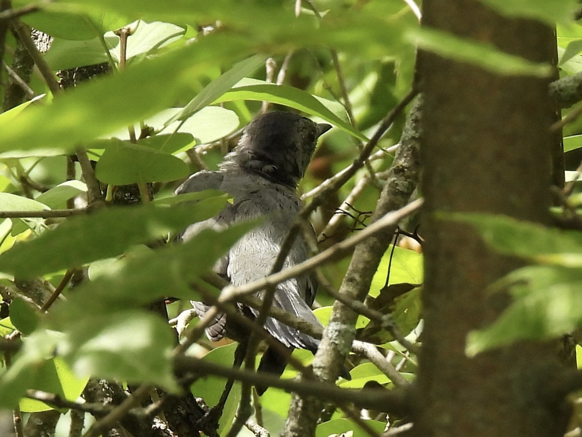 Katzenspottdrossel - ML641029860
