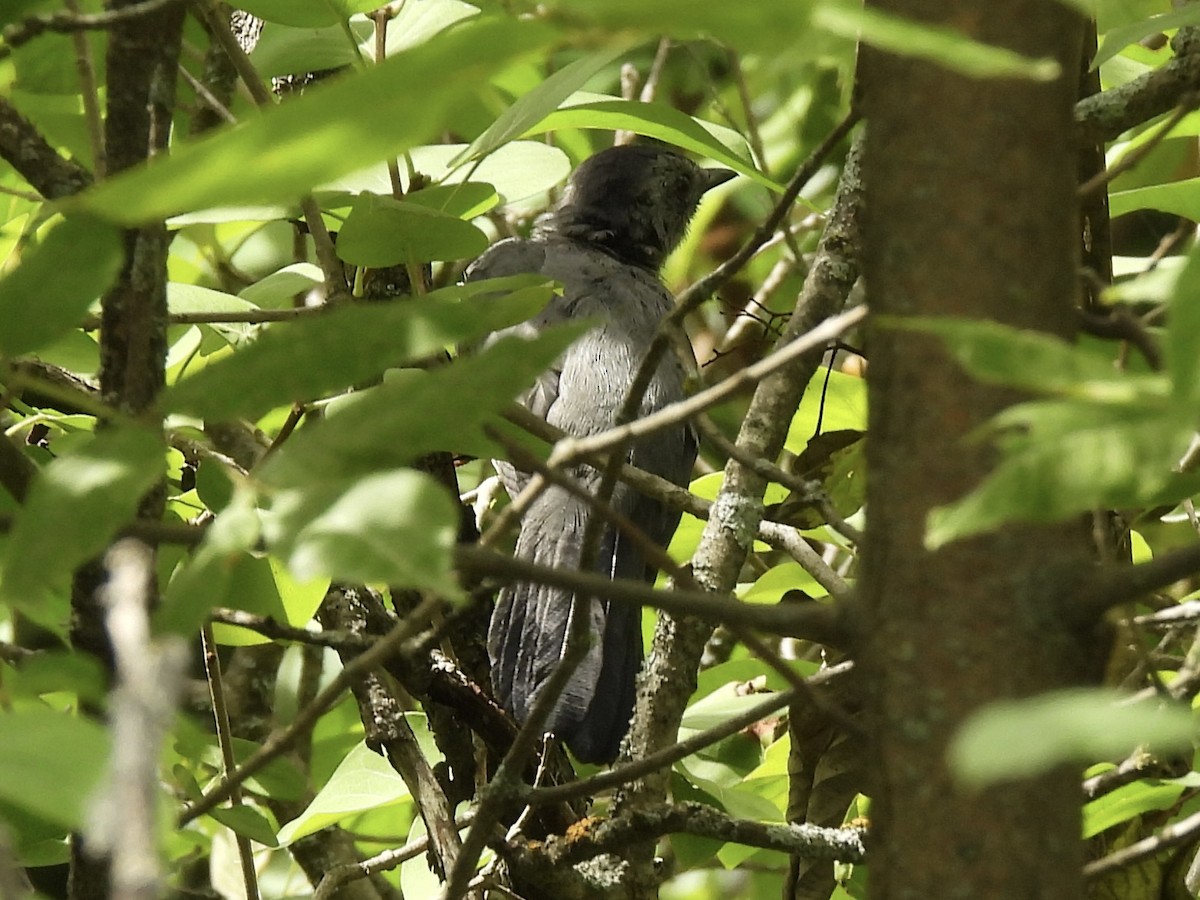 Katzenspottdrossel - ML641029861