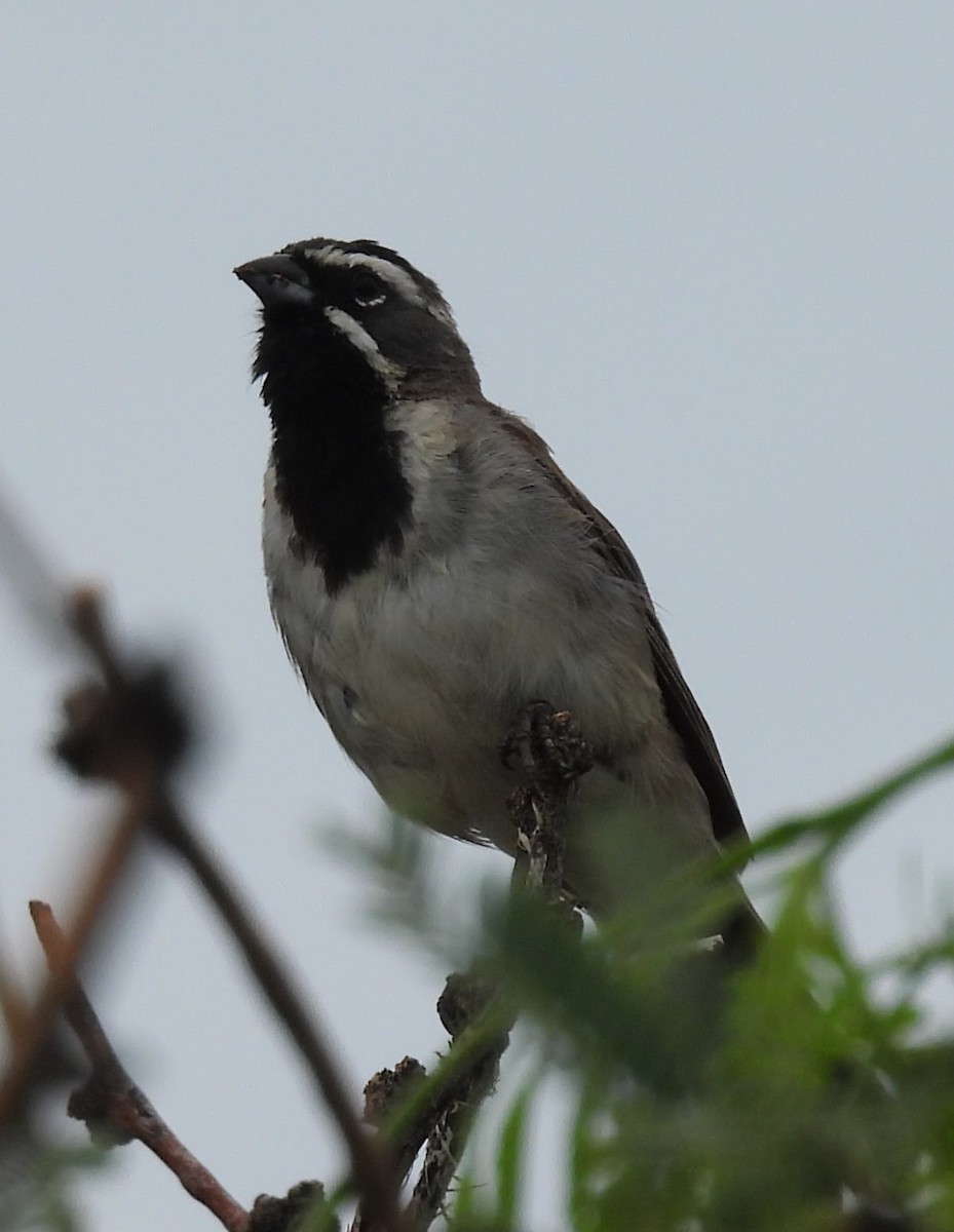 Black-throated Sparrow - ML641029872