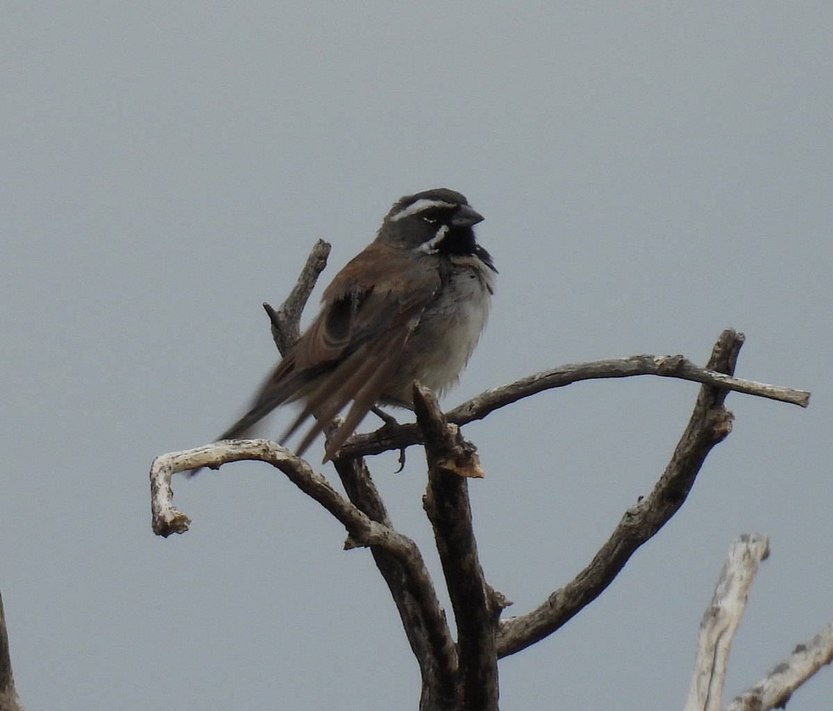 Black-throated Sparrow - ML641029873