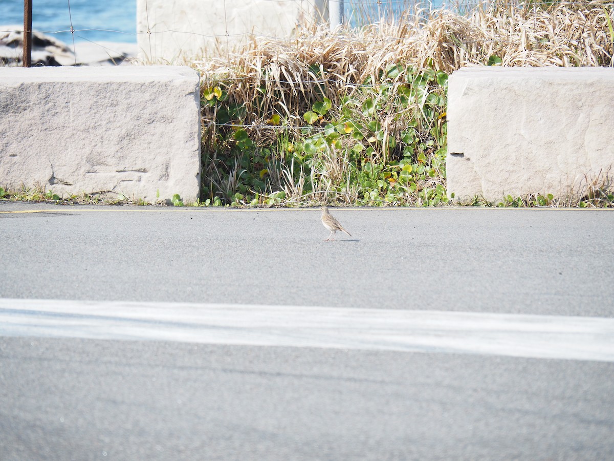 Australian Pipit - ML641029876