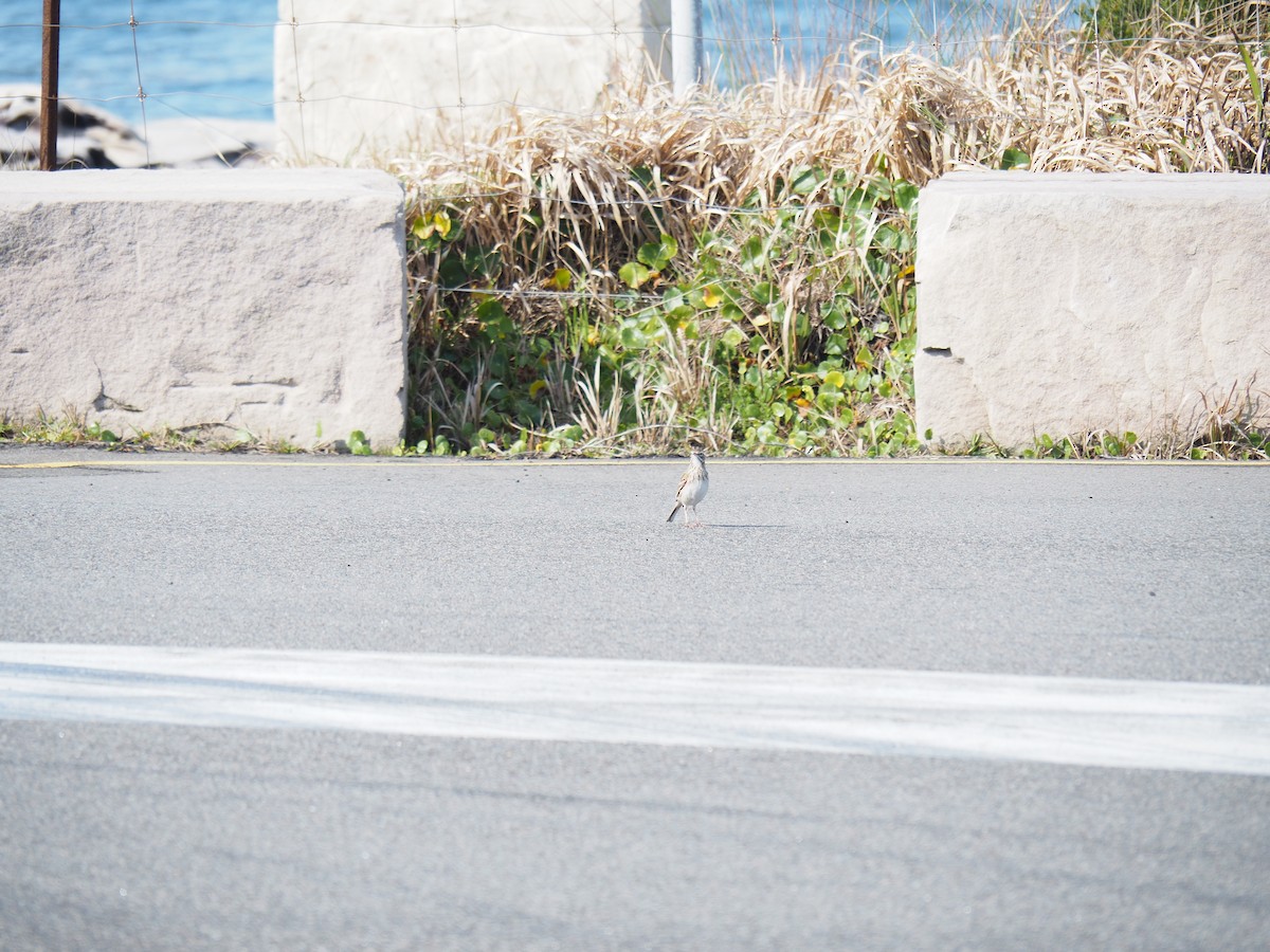 Australian Pipit - ML641029877
