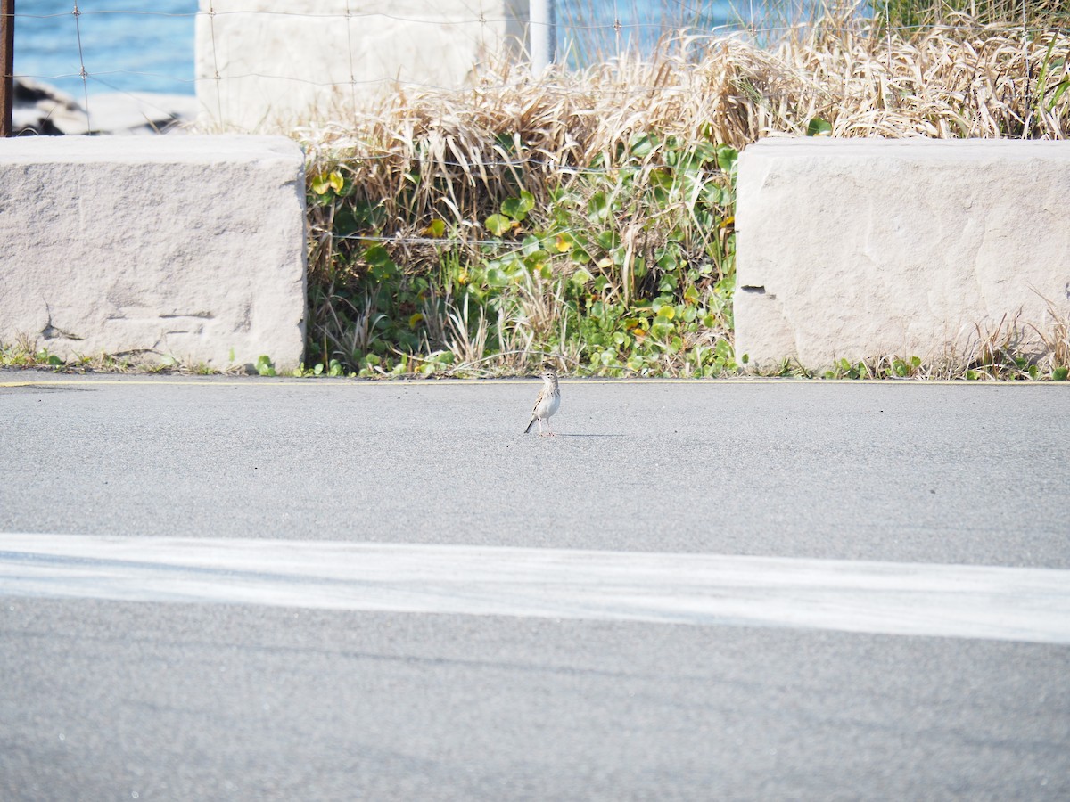Australian Pipit - ML641029878