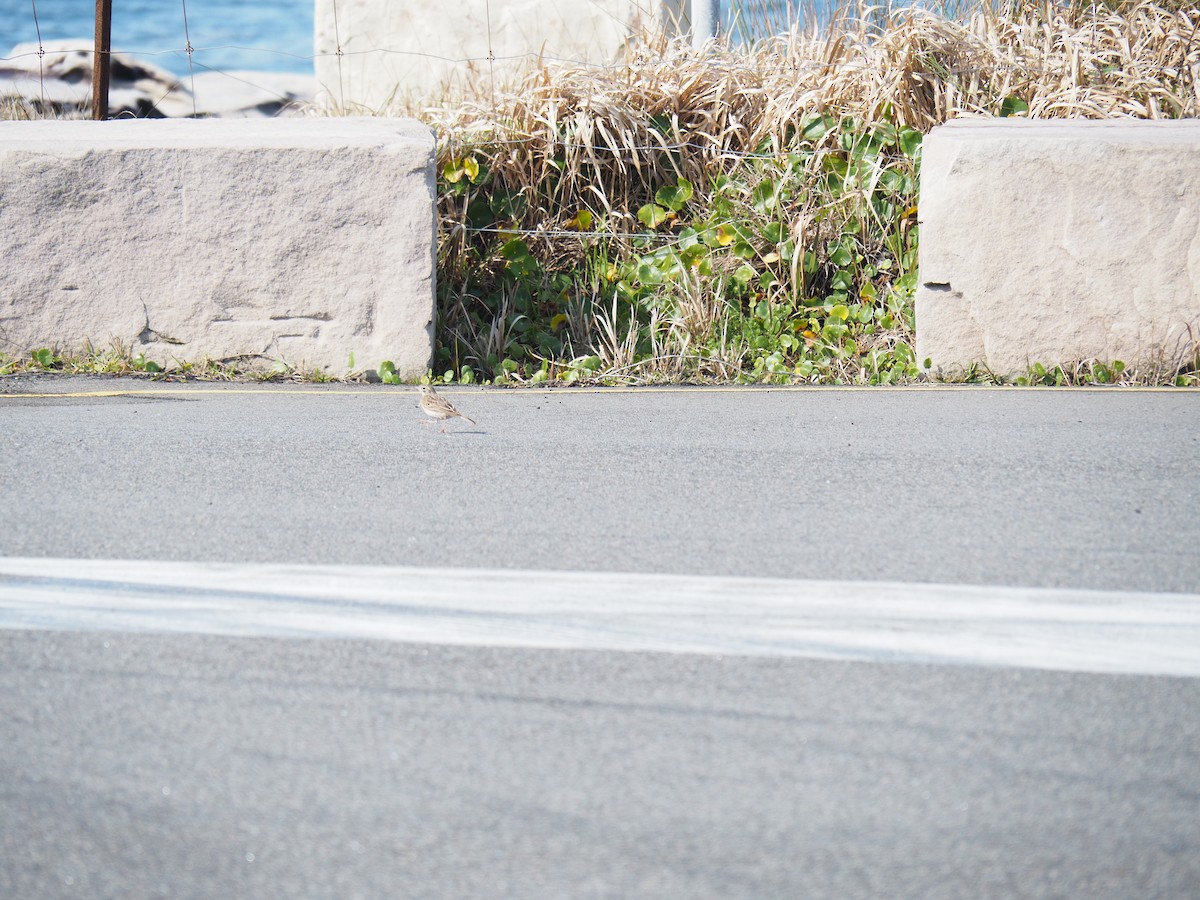 Australian Pipit - ML641029879