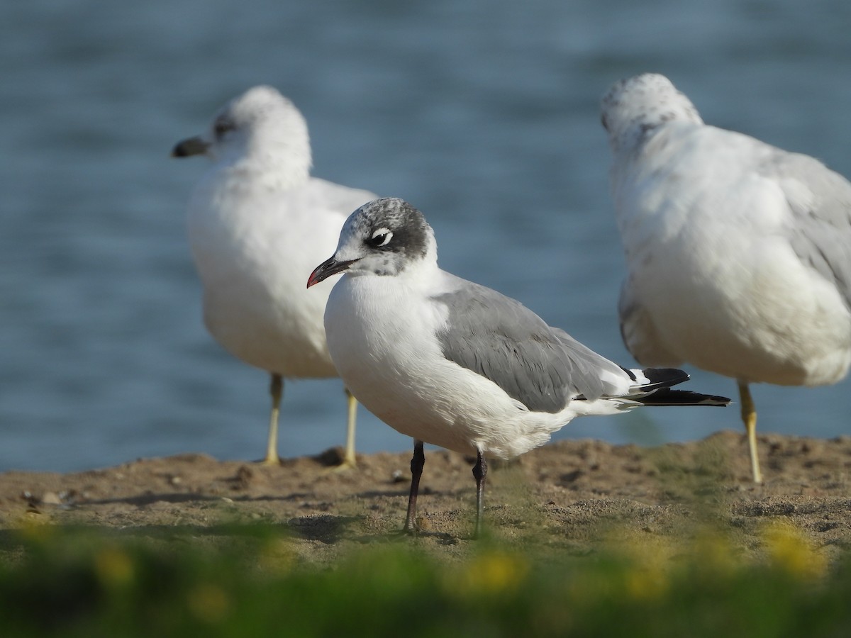 Franklin's Gull - ML641029882