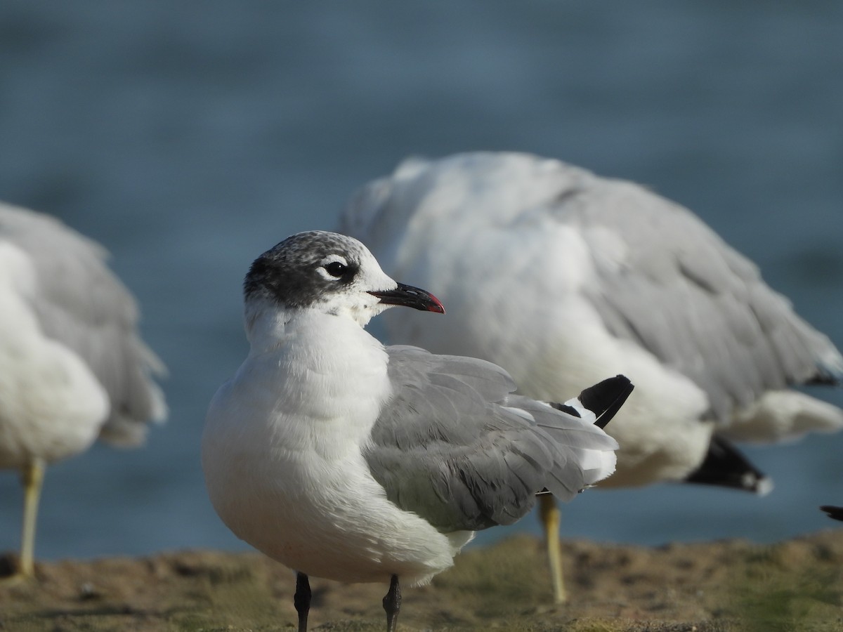 Franklin's Gull - ML641029883