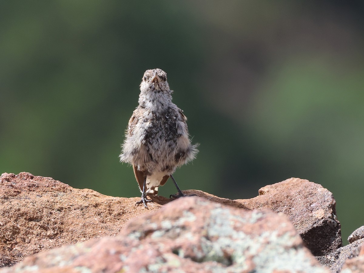 Rock Wren - ML641029955