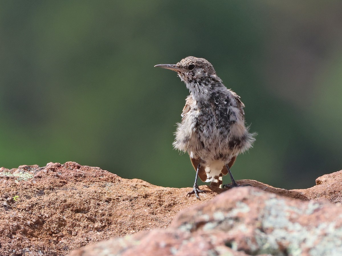 Rock Wren - ML641029956