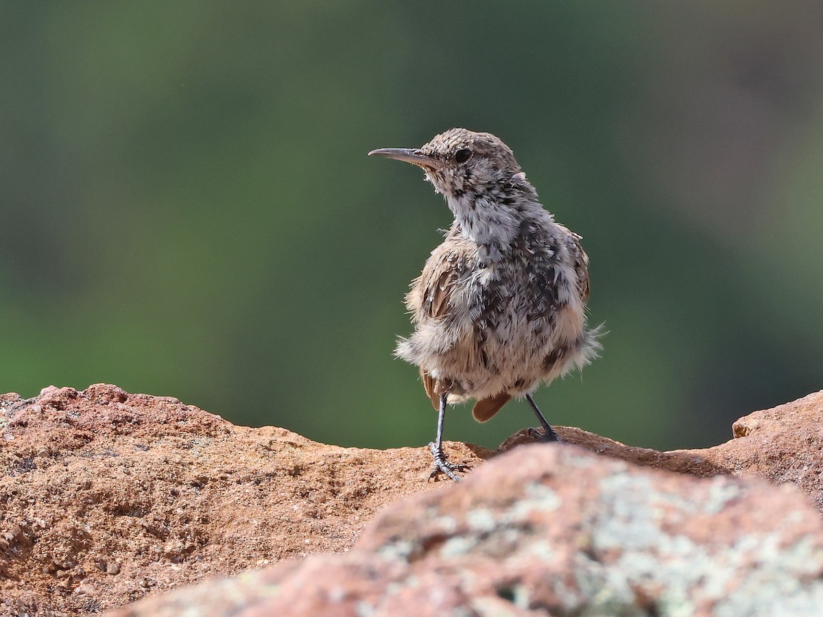Rock Wren - ML641029957