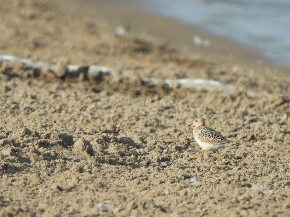 Buff-breasted Sandpiper - ML641029965
