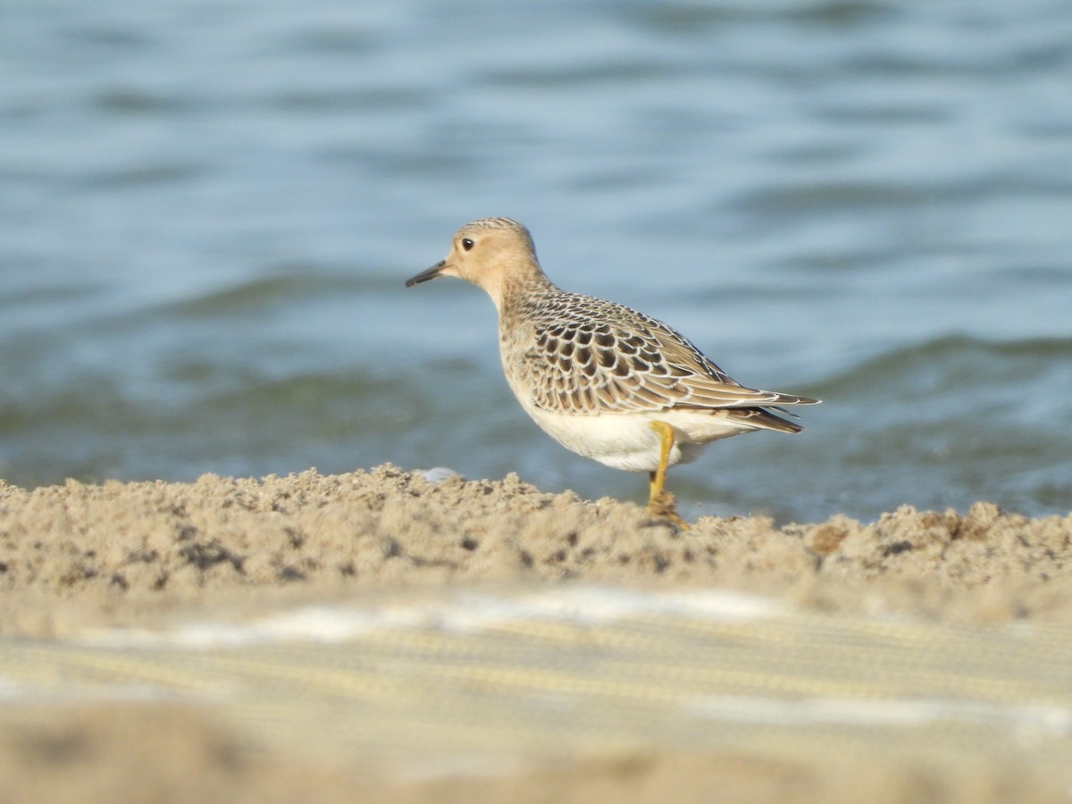 Buff-breasted Sandpiper - ML641029966