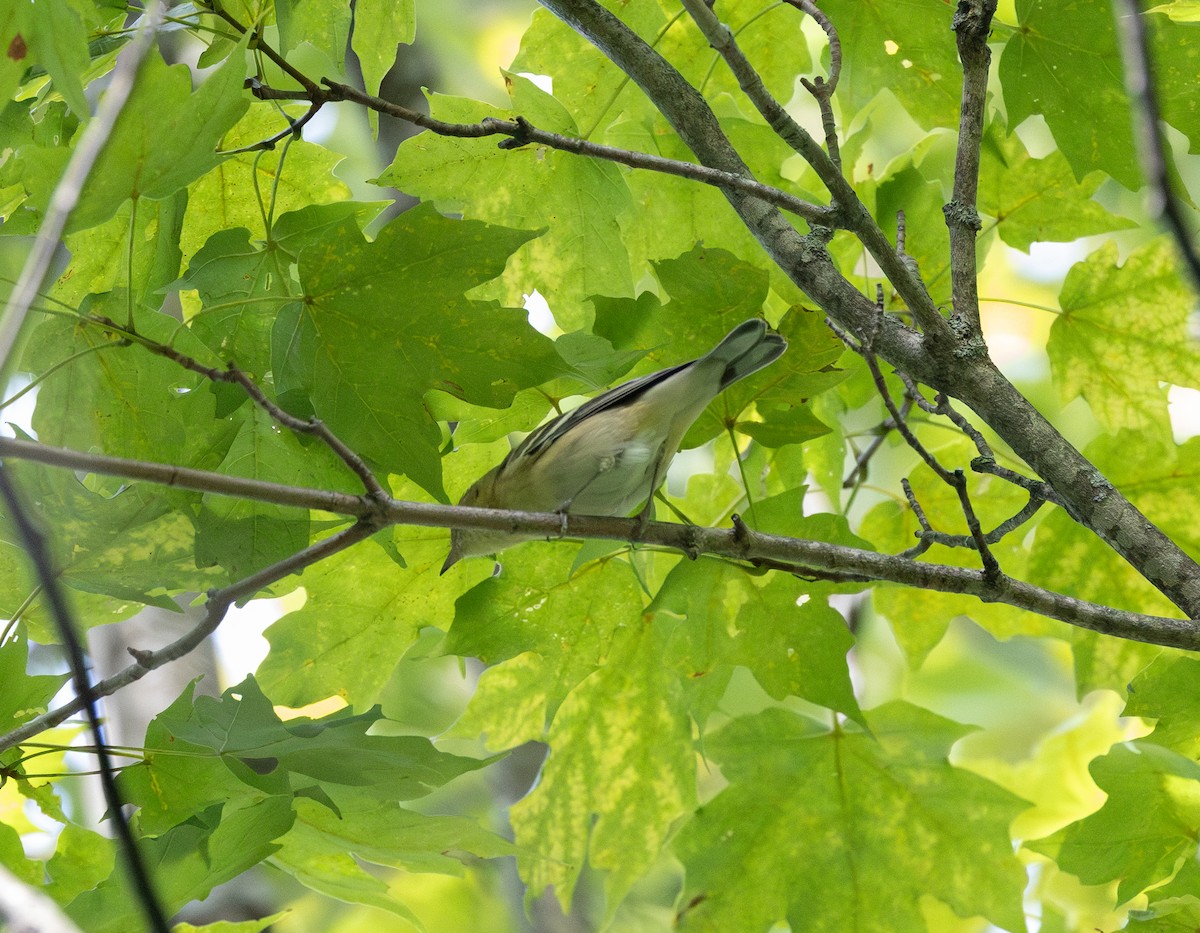 Bay-breasted Warbler - ML641029980